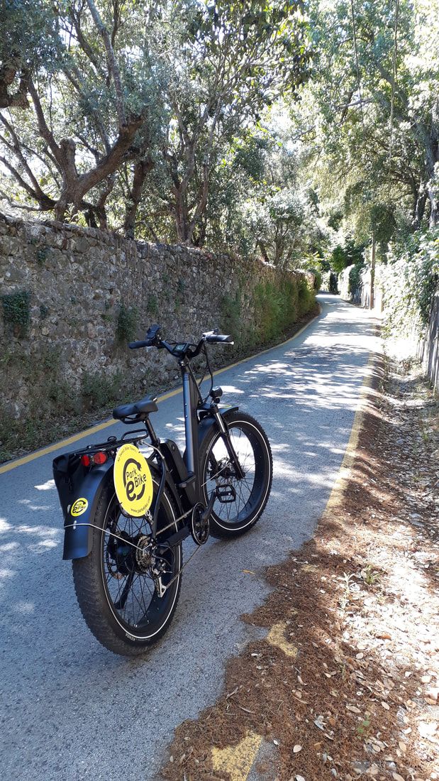 e-Bike in Sintra on a pretty tree lined road